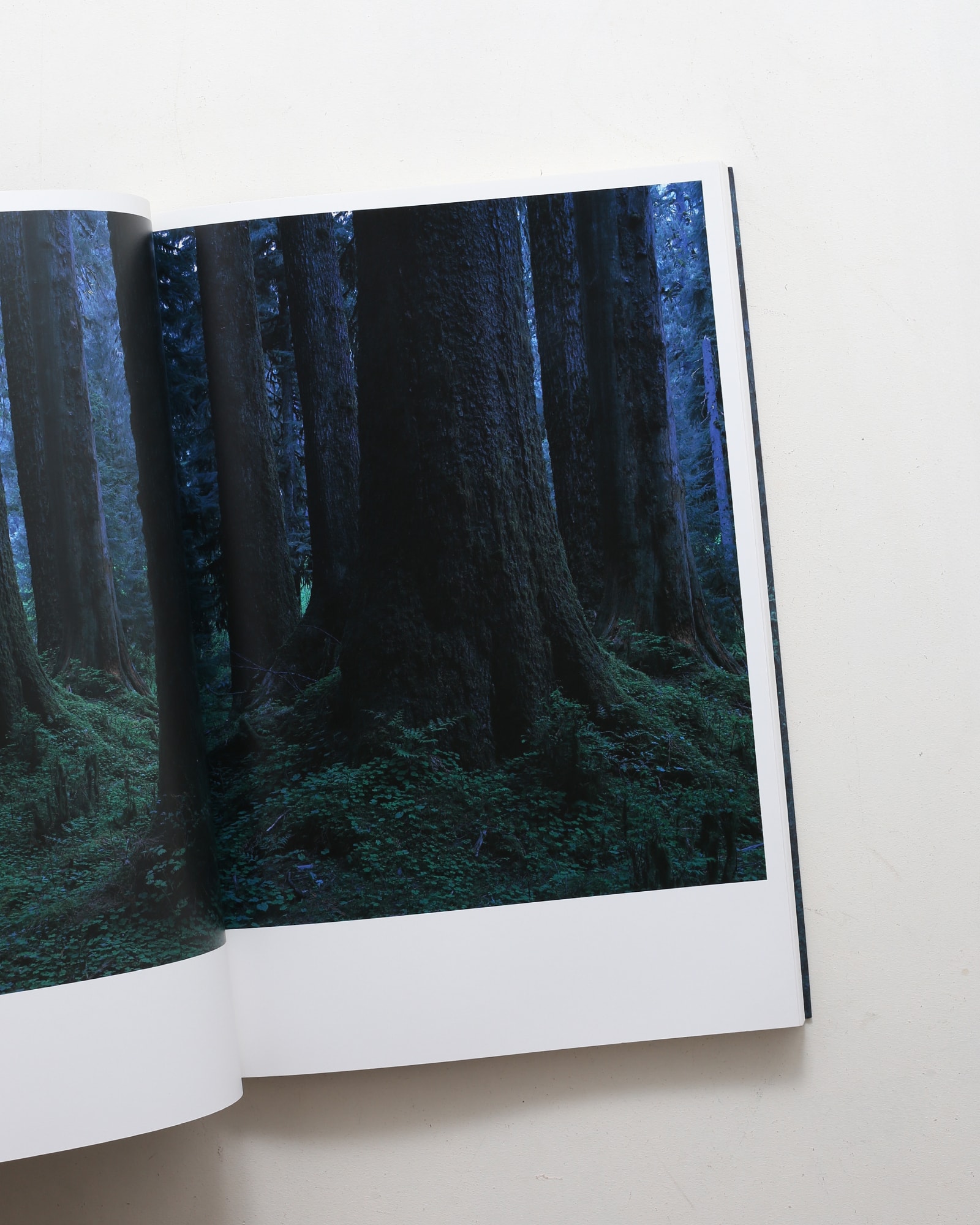 クゥィノルト 上田義彦写真集 | nostos books ノストスブックス