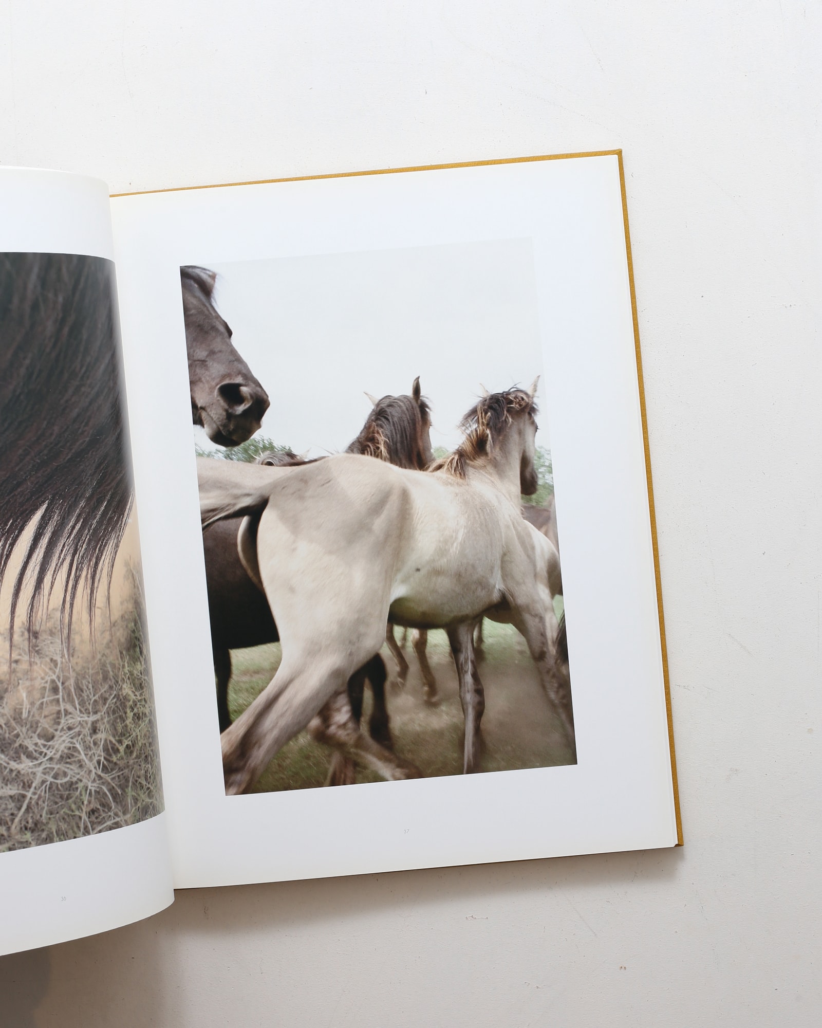 Horse | Jitka Hanzlova | nostos books ノストスブックス