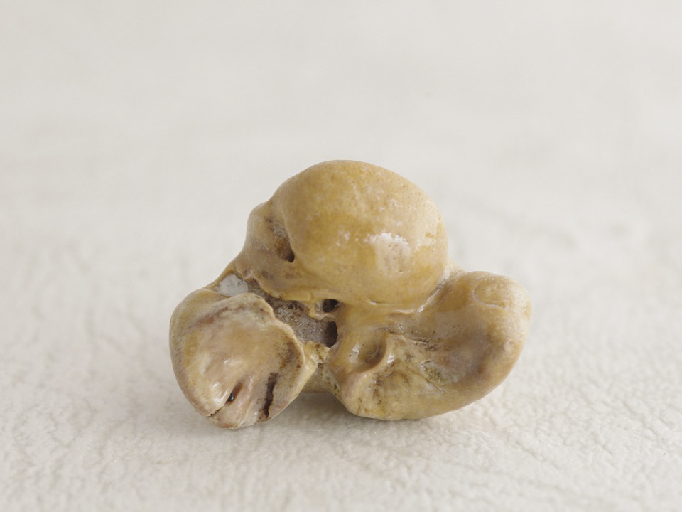 イルカの耳骨 B5-03 – NPO法人なの花会