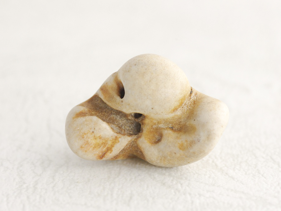 イルカの耳骨 B6-01 – NPO法人なの花会