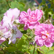 ローズ・アブソリュート | ニールズヤード レメディーズ 公式