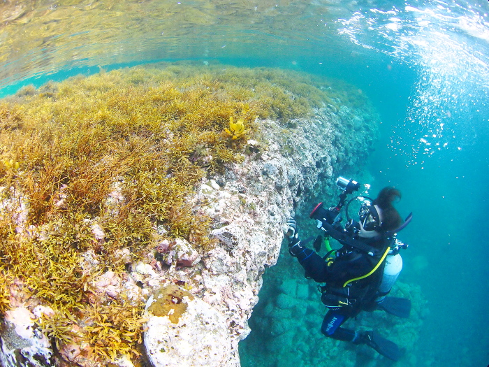 ダイバーにオススメの水中ストロボ2機種 ～S-2000とYS-01