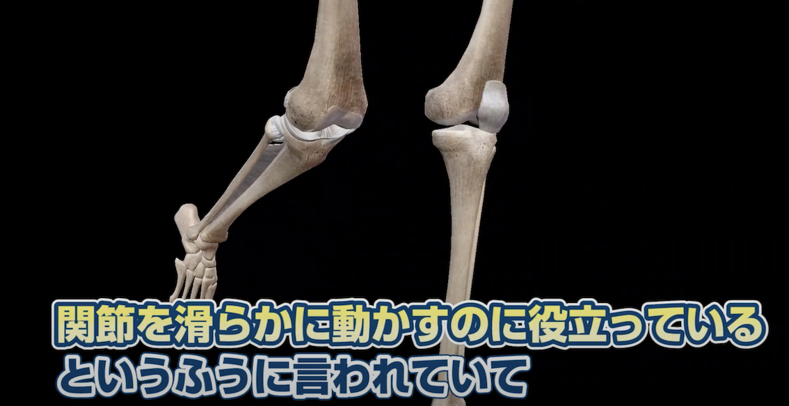 半月板の再生医療について | お茶の水セルクリニック