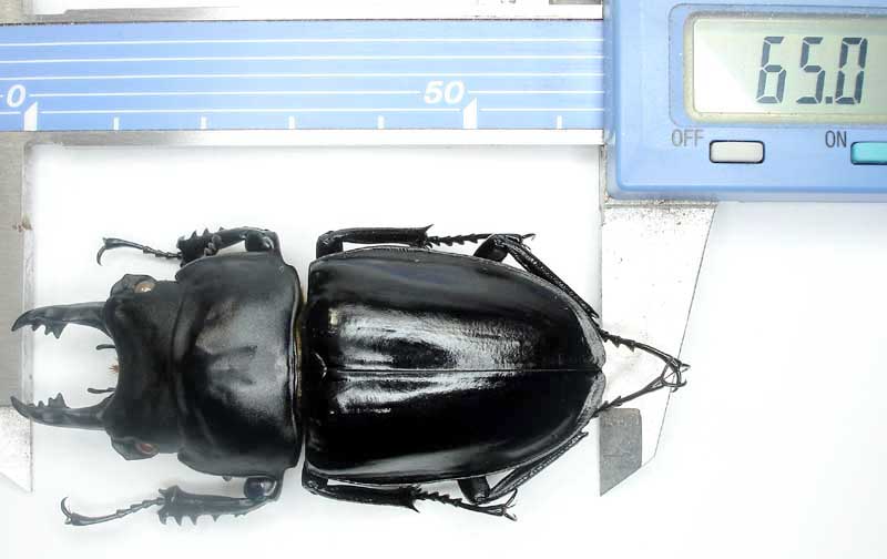 アマミマルバネ飼育品標本 大歯型65mm オークション[ビッダーズ]