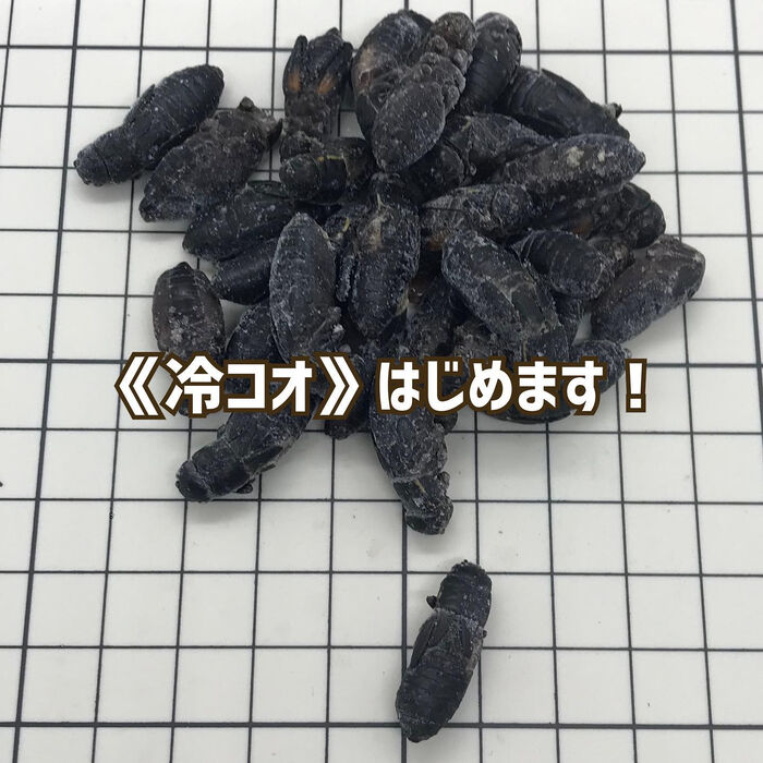 冷凍コオロギ販売はじめます！大阪府門真市 | ブログ | 大阪府門真市の