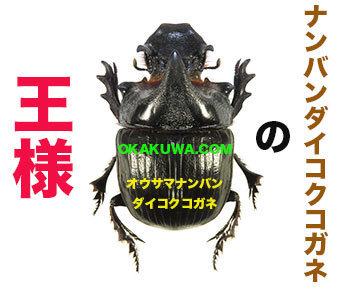 王様登場！と真っ赤だな♪: 三足のわらじ