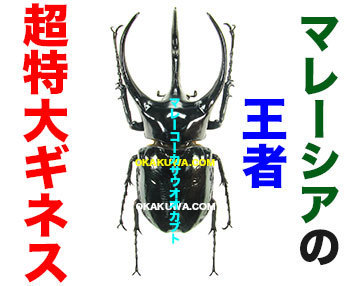 ついにギネス30回目！と駅で打ち合わせ。: 三足のわらじ