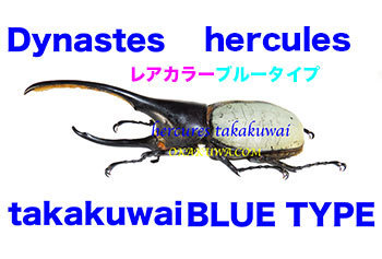 青いシリーズその3とオオクワレクチャー。: 三足のわらじ