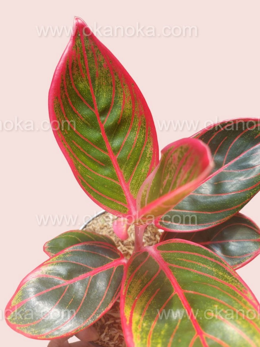 Aglaonema Khanza – Okanoka