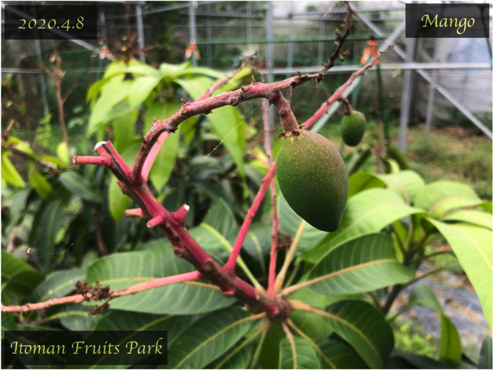 マンゴー栽培6】マンゴーの摘果のメリットと，間引く果実を選ぶ基準