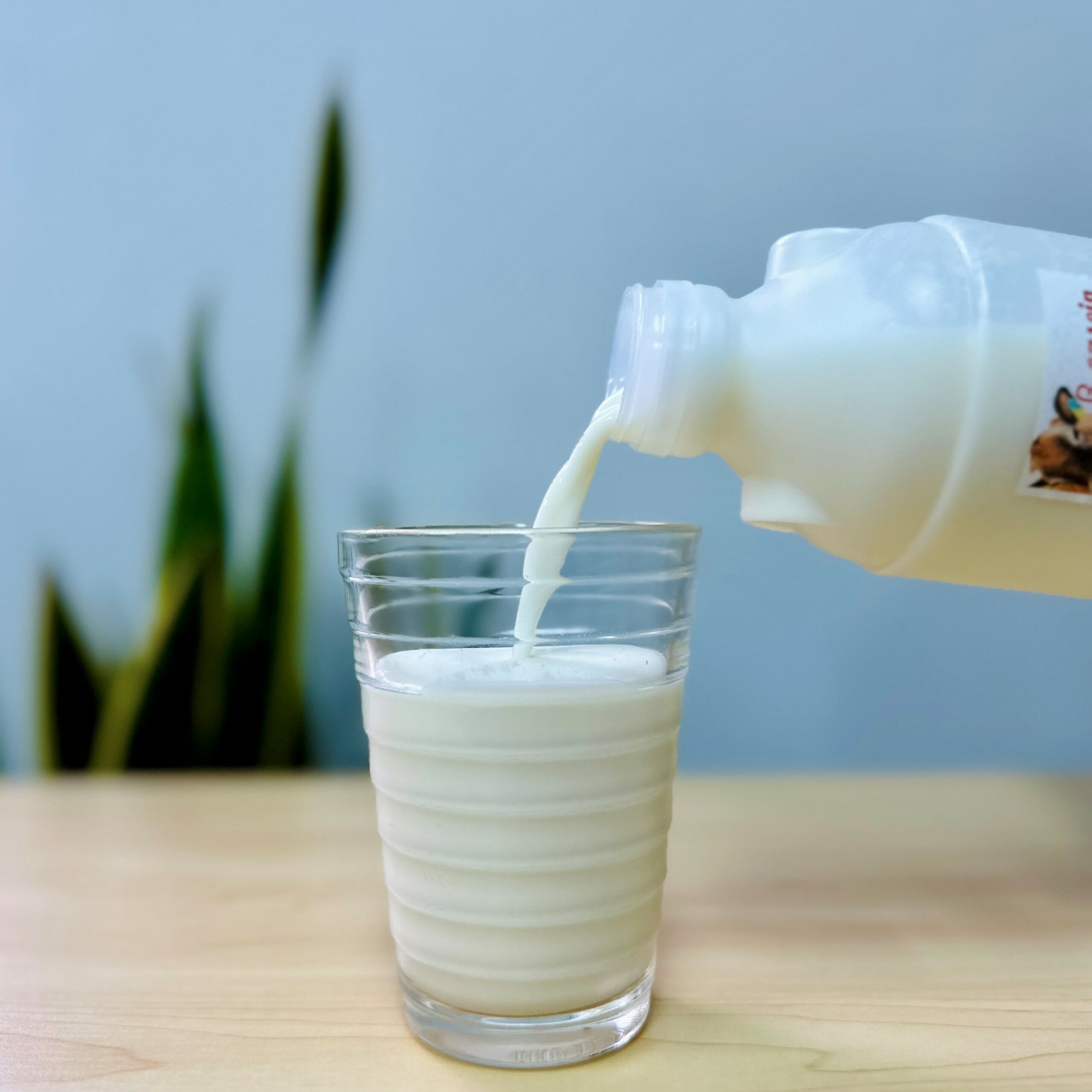 スポット購入用【千葉県館山市】A2タイプのジャージーミルク900㎖×2本