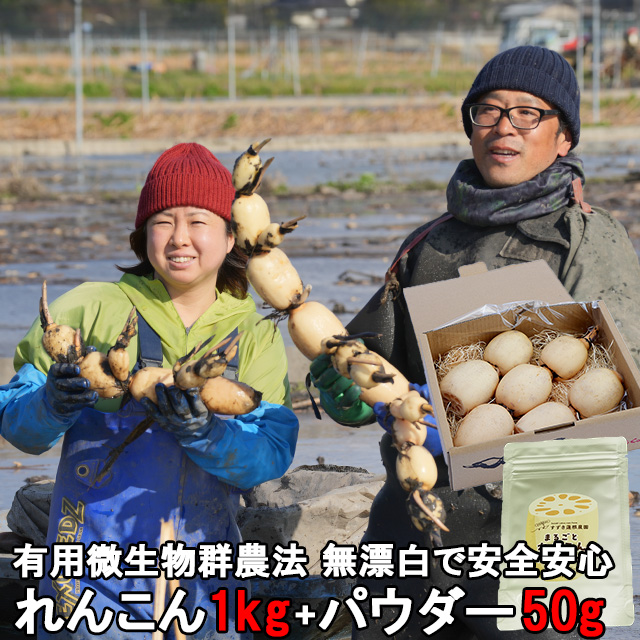 れんこん レンコン 約1kg＋れんこんパウダー 50g×1パック 粉れんこん