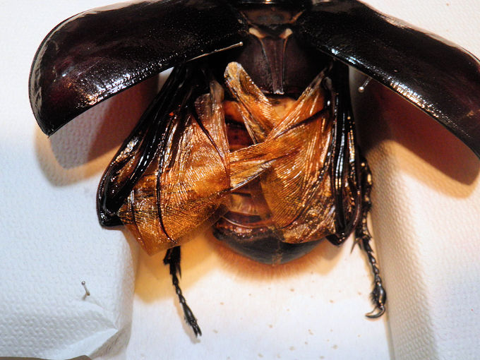 大型のネプチューンオオカブト飛翔標本の製作依頼がありました