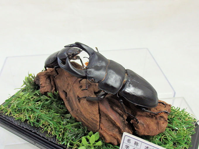 オオクワガタ♂76＋♀45（ジオラマ標本） | オオクワ京都昆虫館