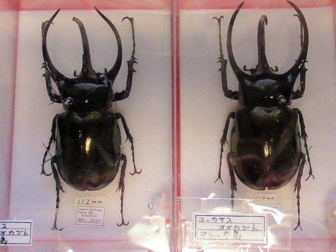 昆虫標本購入のためインセクトフェアin大阪 2022へ行ってきました