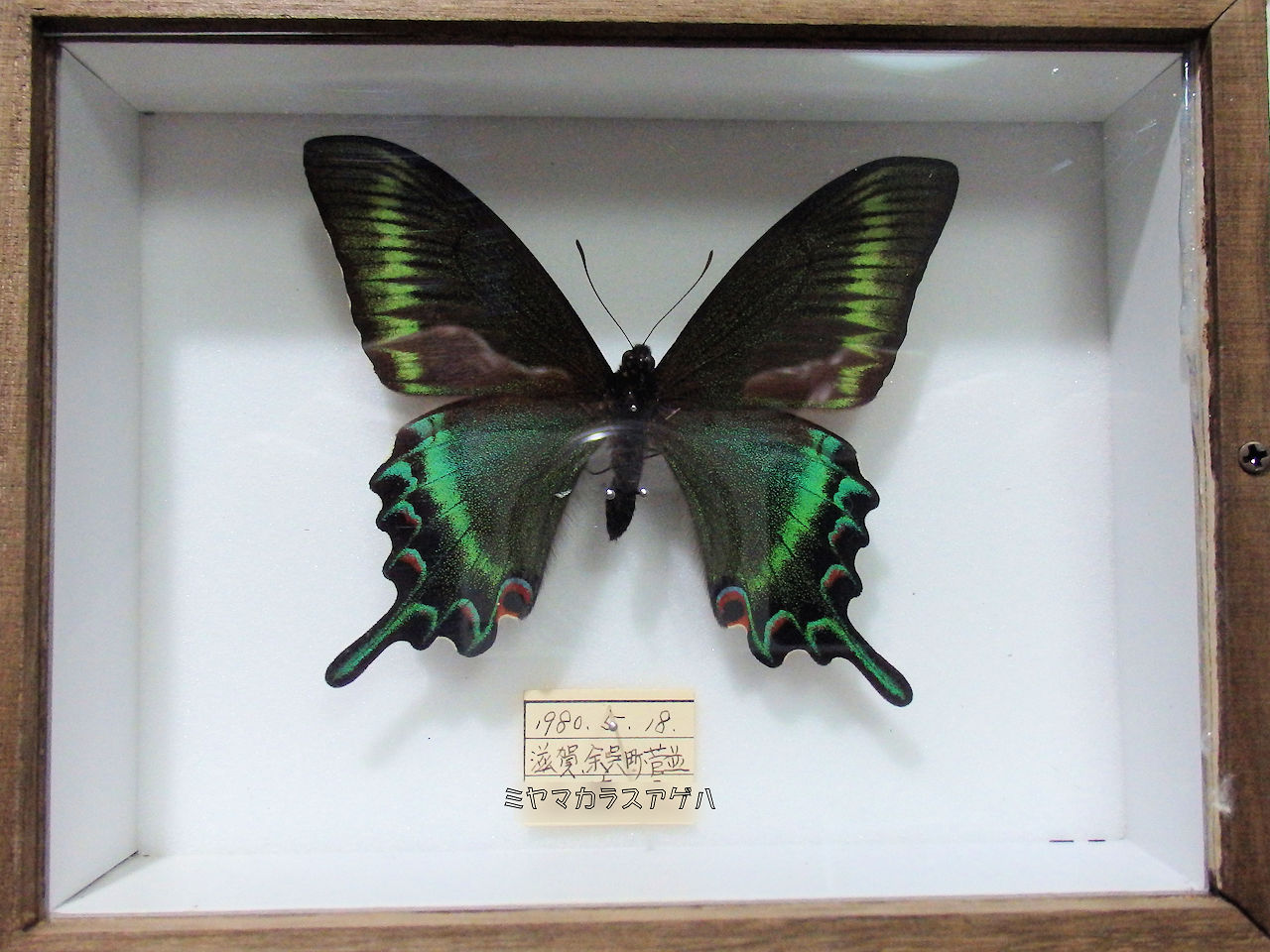 標本20種類 ⇒カブトムシ、クワガタ、蝶などで 構成したお得なレンタル