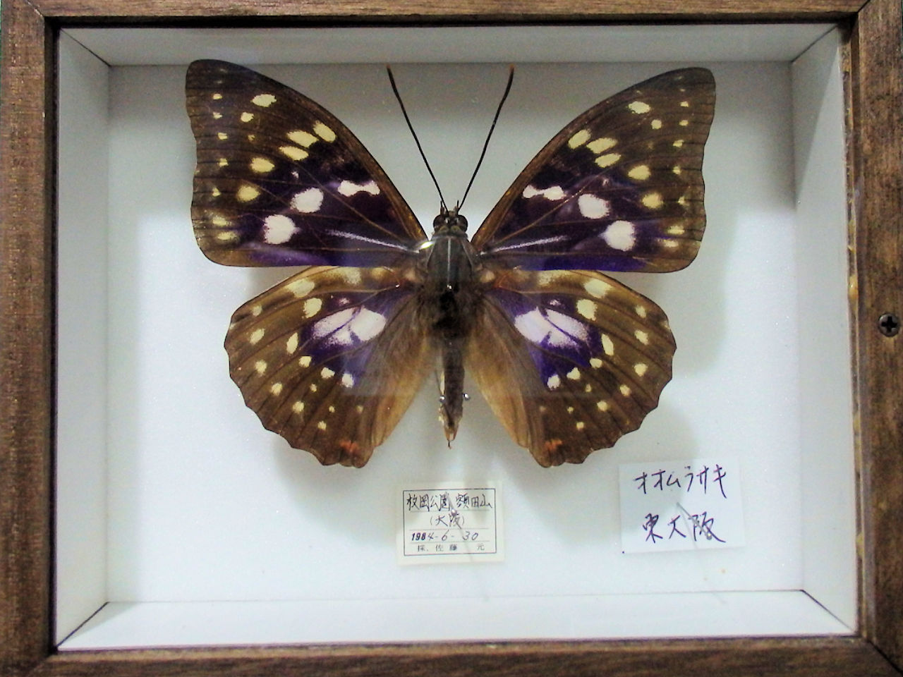 標本20種類 ⇒カブトムシ、クワガタ、蝶などで 構成したお得なレンタル