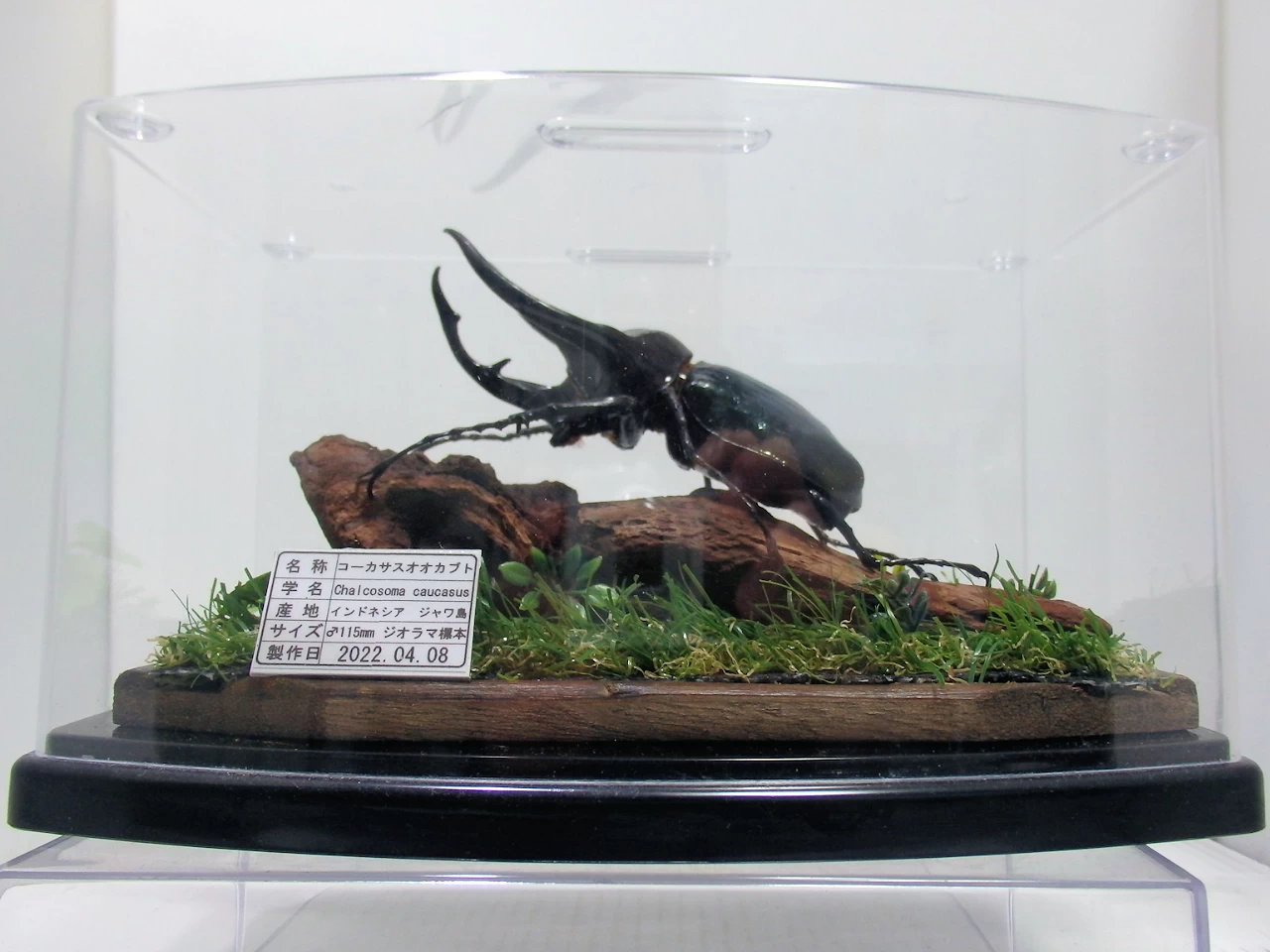 ジャワコーカサスオオカブト♂115mm ジオラマ標本 | オオクワ京都昆虫