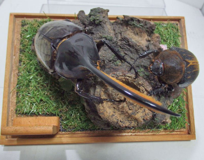 セプテントリオナリスヘラクレスオオカブト♂136mm,♀75mm ジオラマ