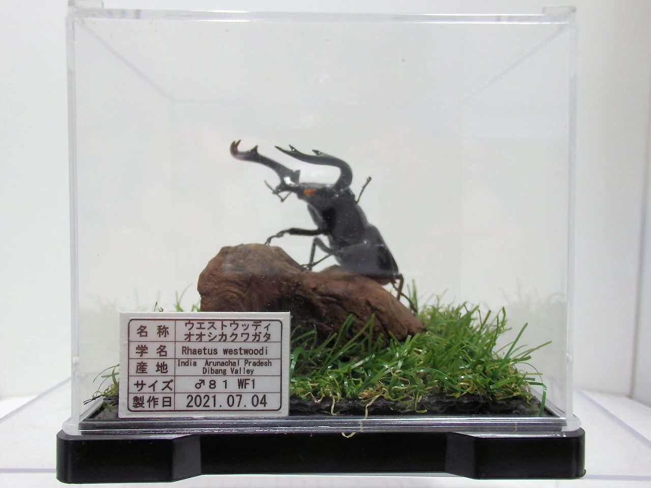 ウエストウッディオオシカクワガタ♂81mm ジオラマ標本 | オオクワ京都