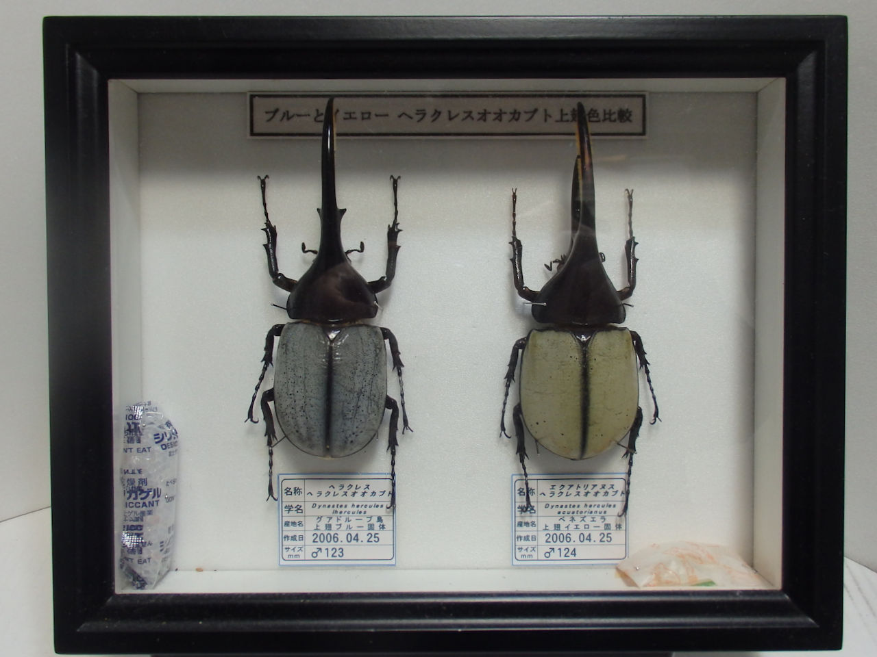 ドイツ標本箱（小）各種平面標本 5点セット（10） | オオクワ京都昆虫