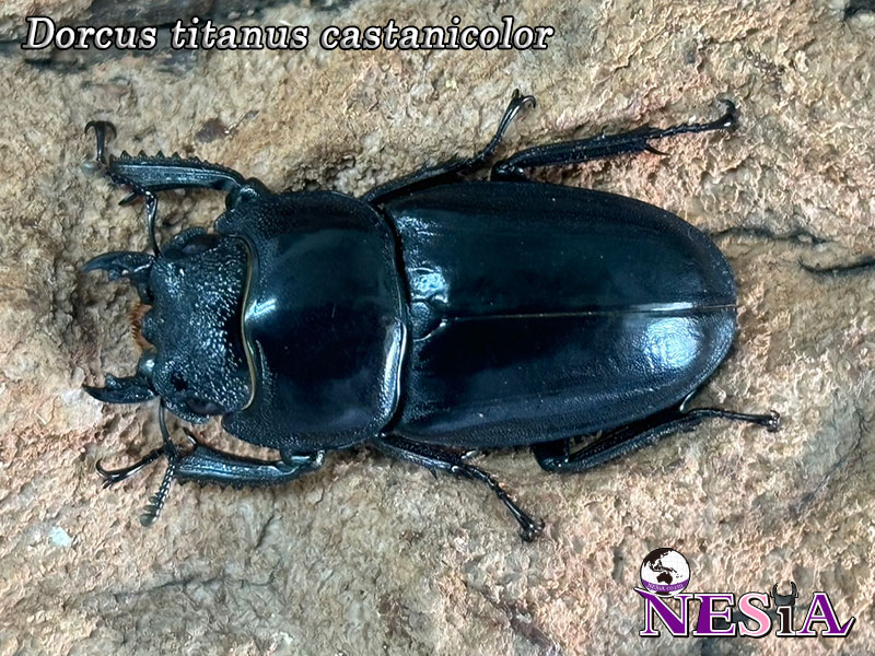 NESiA ONLINE SHOP / 【成虫ペア】ツシマヒラタクワガタ【長崎県：対馬