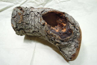 穴があったら入りたい！オオクワガタには必須の隠れ家 | オオクワガタ