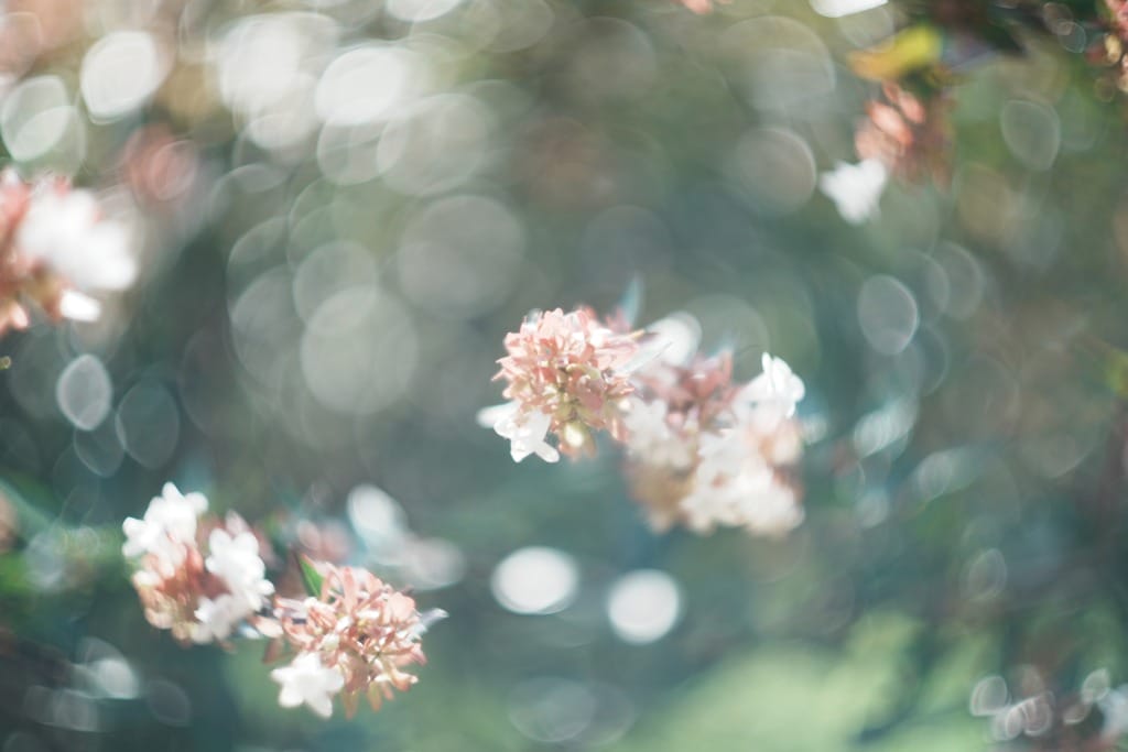 Leica Summarit 50mm f1.5 レビュー作例 ライカズマリット クセ玉銘玉