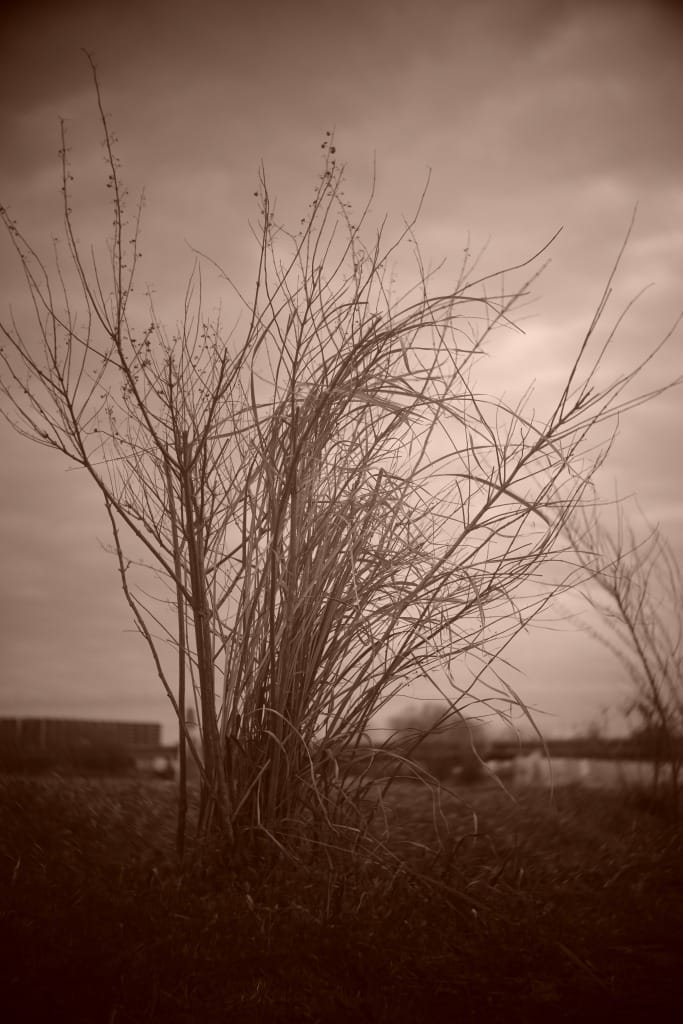 Som Berthiot Cinor 50mm f3.5 ライカM改造 Review作例 シネマ用