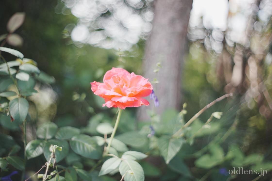 Oreston 50mm F1.8後期M42 Review作例 Meyer-Optik銘玉おすすめマクロ