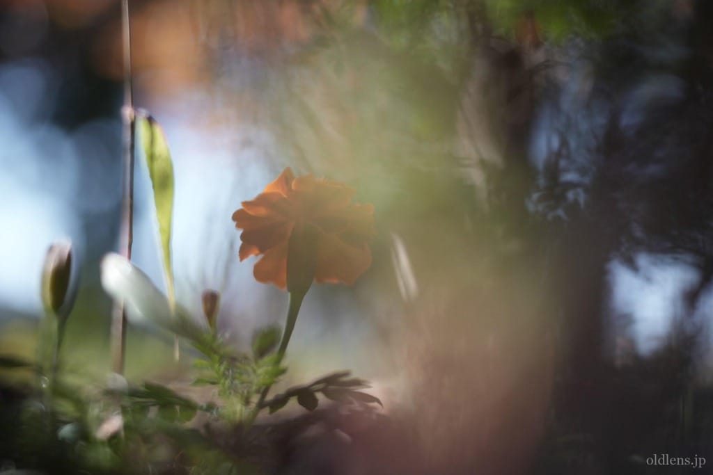 Pentacon Prakticar 50mm f2.4 MC review作例 元メイヤー Bokeh Monster