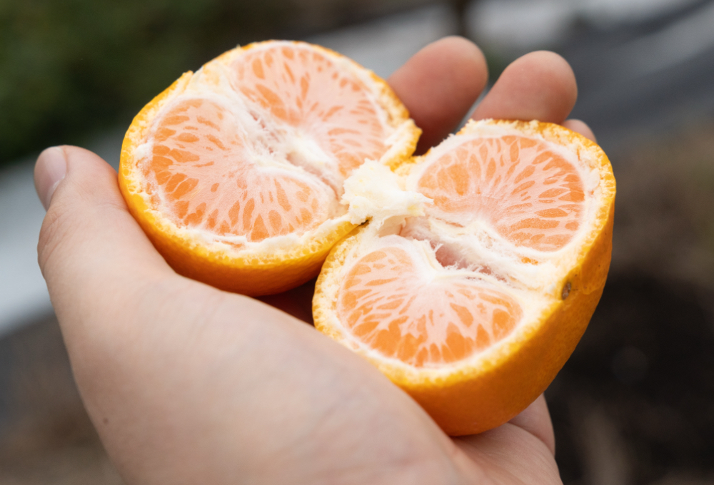 2026年09月発送】採れたてをおとどけ！極早生温州みかん（5kg