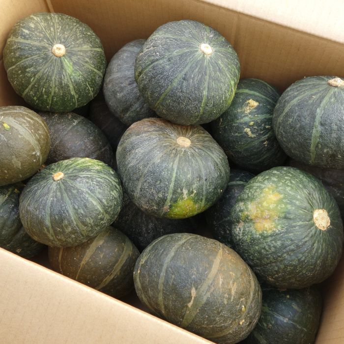 沖縄県産 フルーツ 島野菜 南瓜 pumpkin