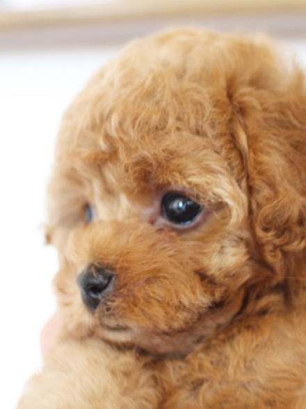 犬舎のご案内 トイプードル仔犬専門店 One Pooh