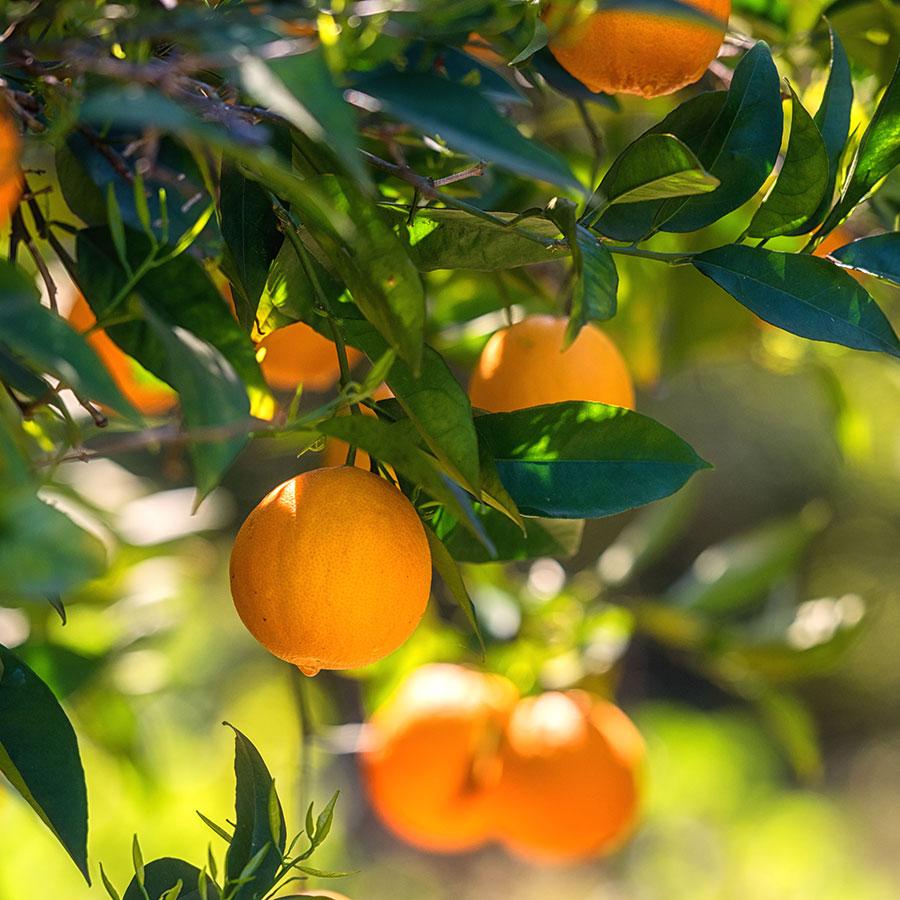 数量限定＞CULTI | ARAMARA 500ml ディフューザー STILE / COLORS