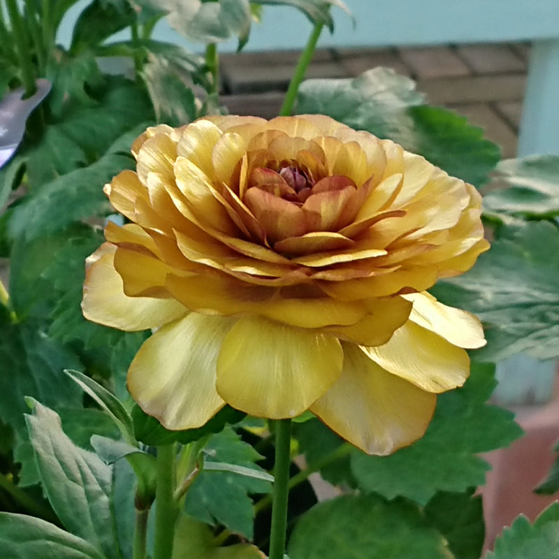 ラナンキュラスラックス