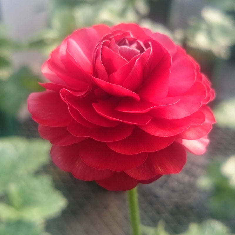 ラナンキュラスラックス 【ハデス】 1月上旬より順次発送