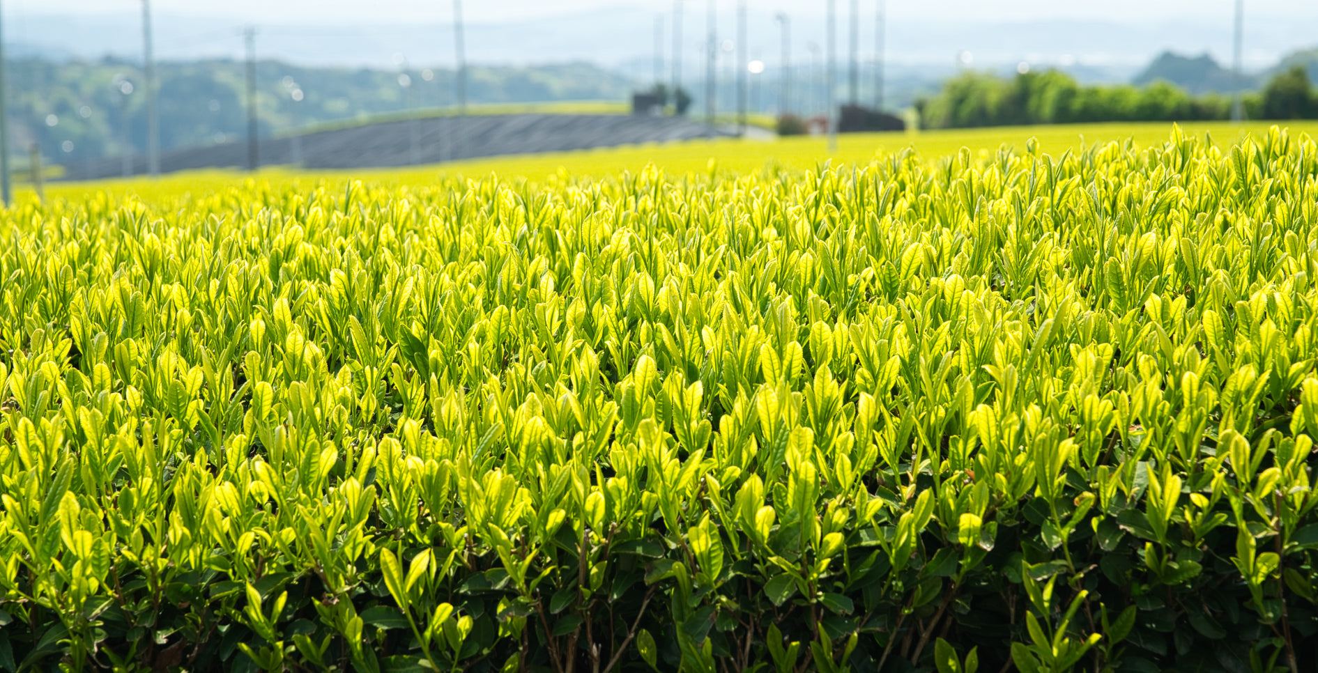 All Organic Japanese Tea from Japan- Authentic Taste, Perfect