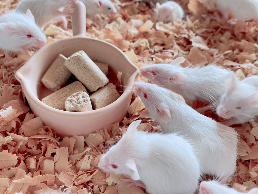 冷凍マウス・冷凍ラット通販専門店｜リトルモンスターおおさか【最短