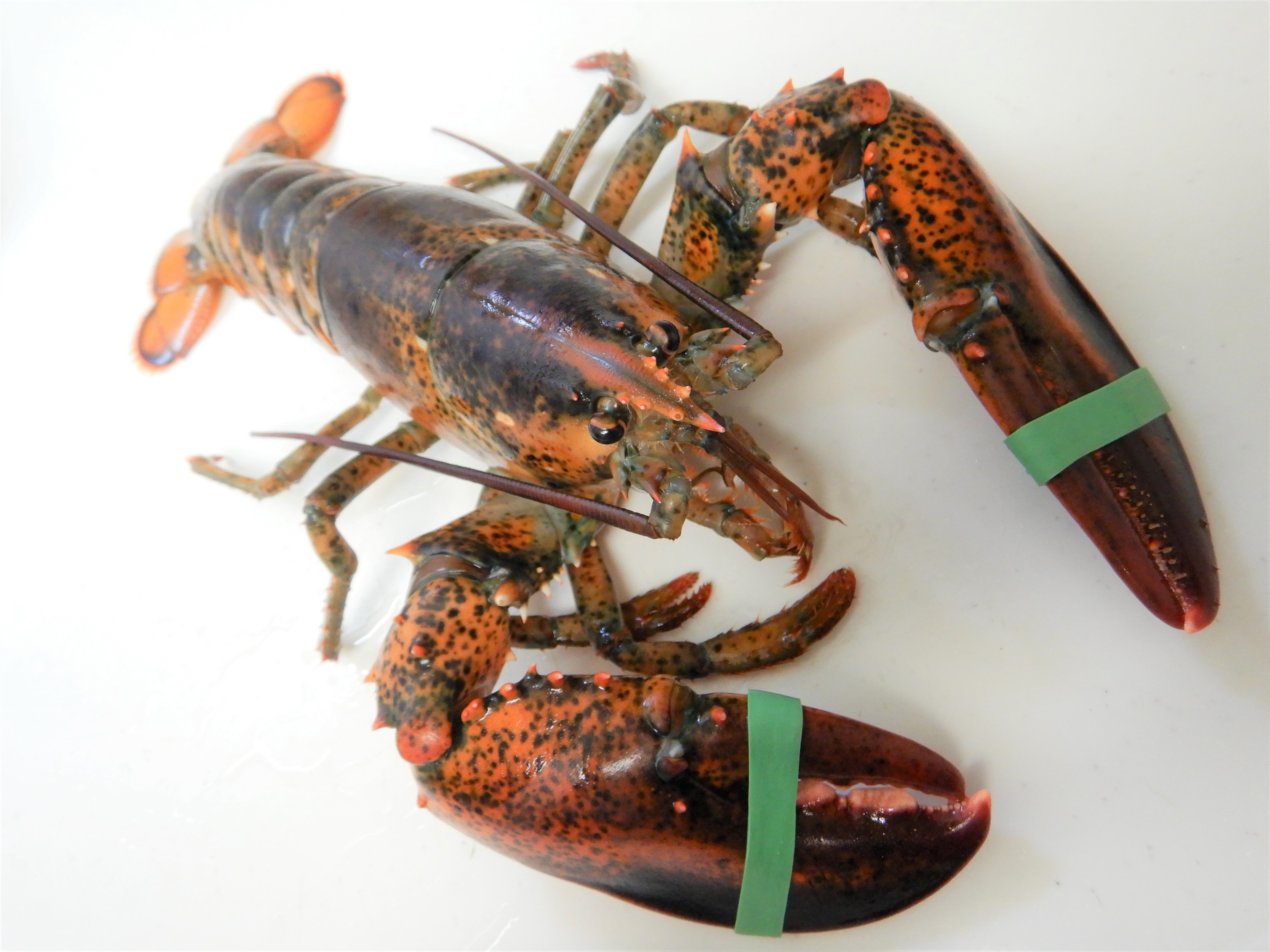 ザリガニはエビ？カニ？ ザリガニは食べられる？ | 魚食普及推進