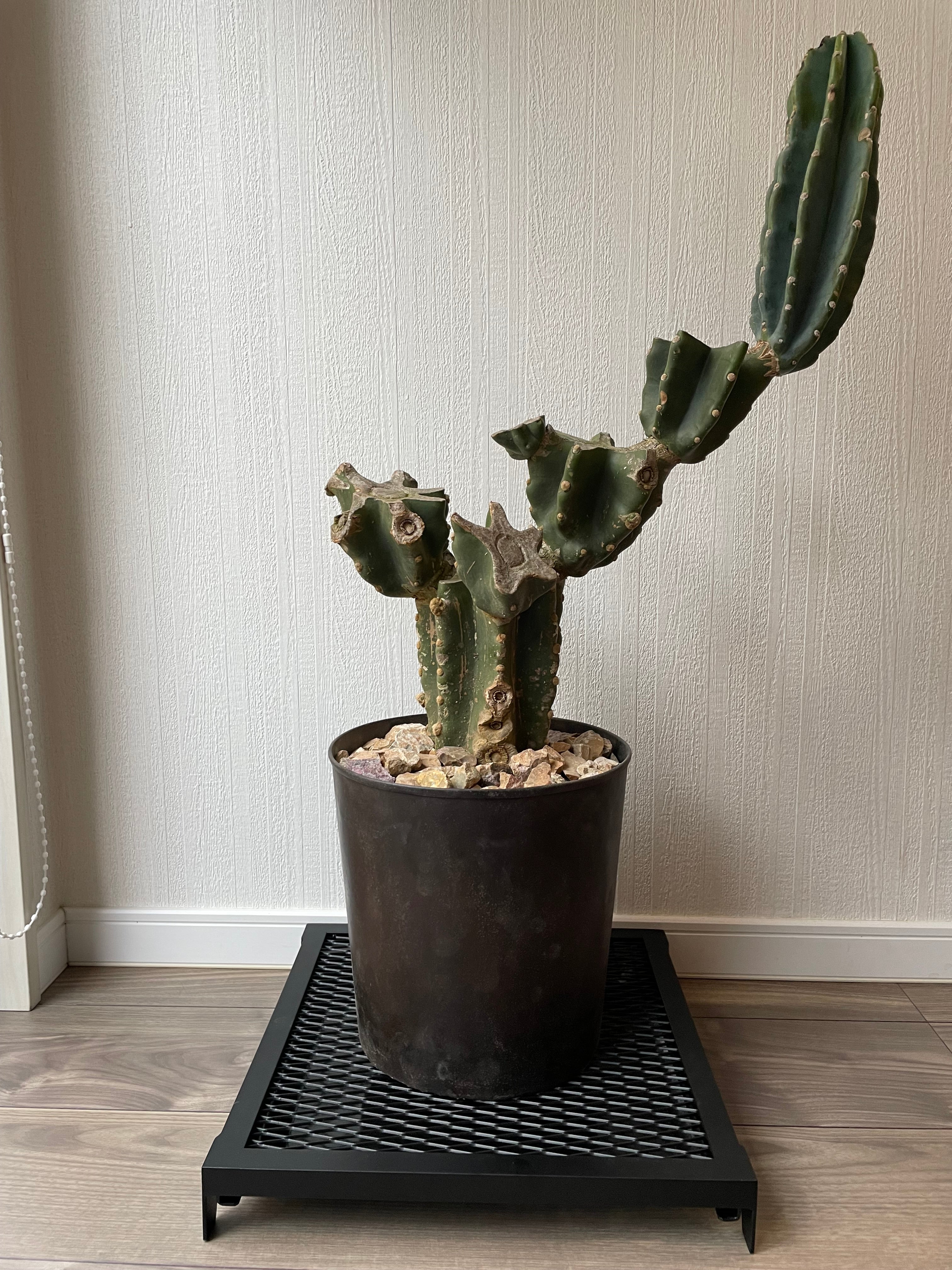 OSAKAYA 植物台座 KUROKO – OSAKAYA OFFICIAL ONLINE STORE