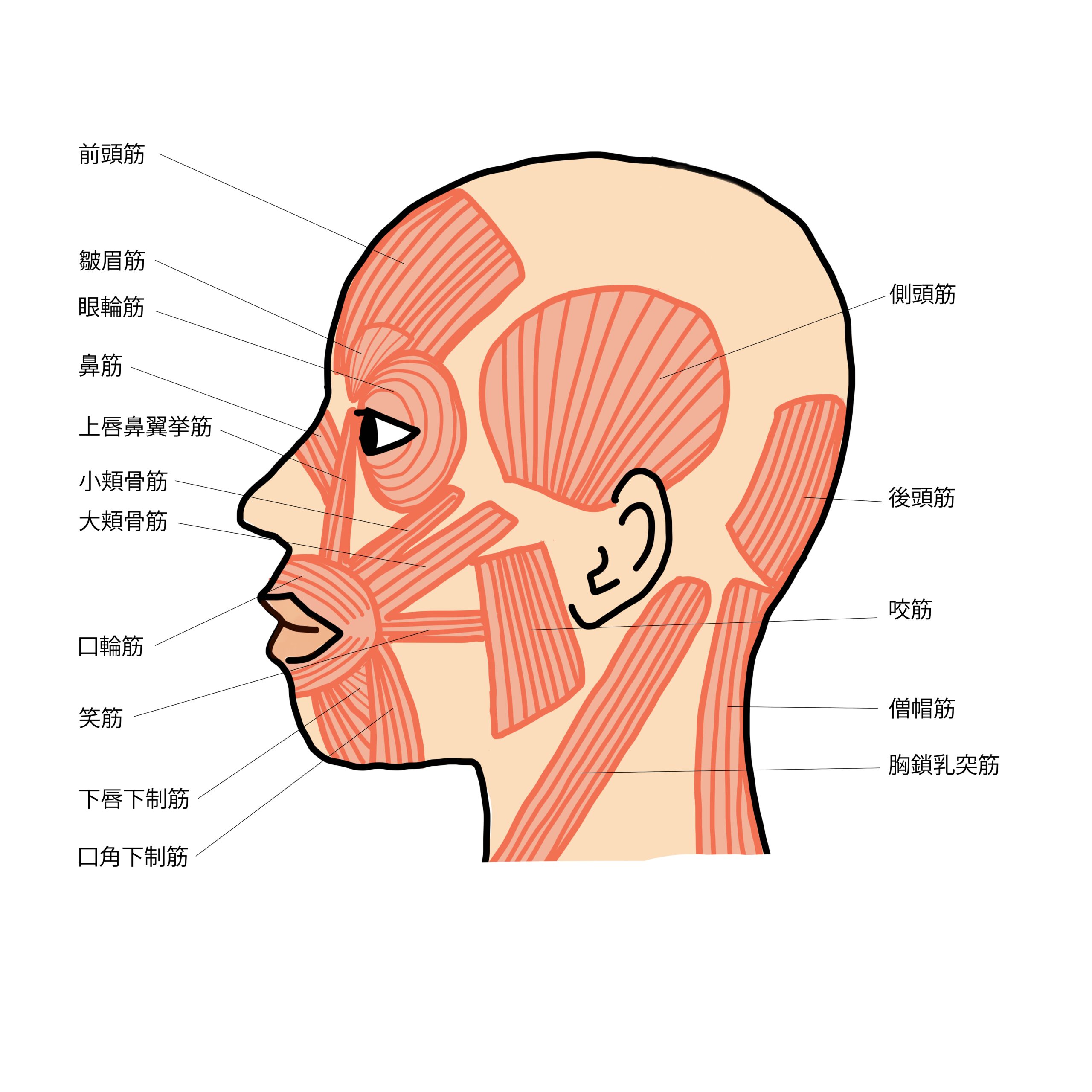 頭蓋骨が動こうが動くまいが 頭蓋仙骨療法は怪しいか2 - 西中島南方駅