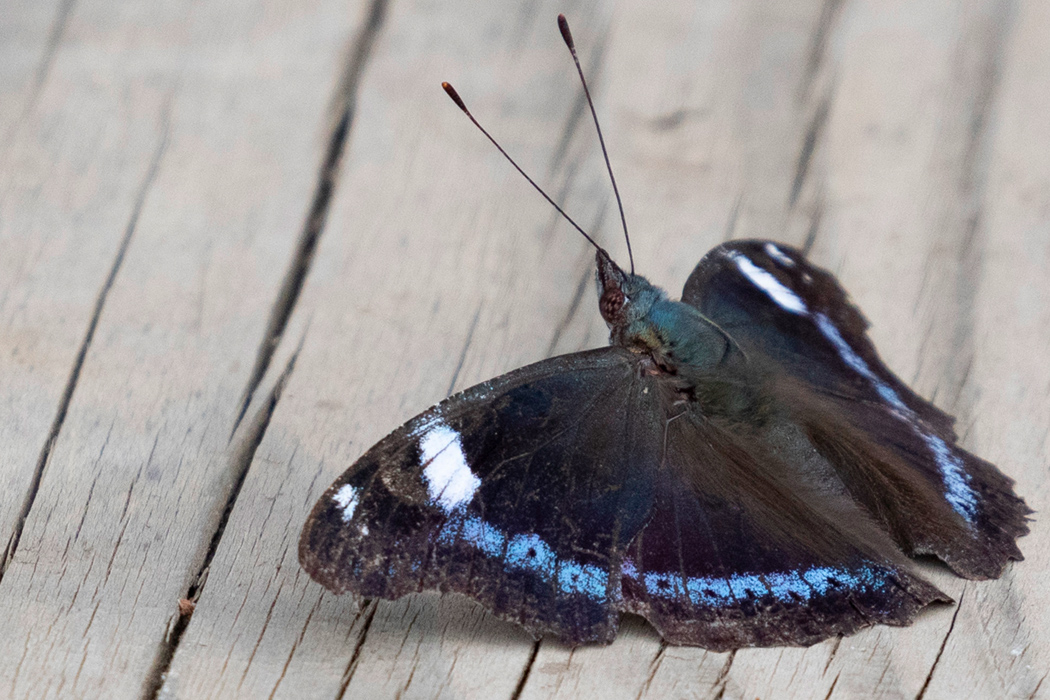 ルリタテハの特徴、分布、生態、写真をご紹介します。｜目に見える