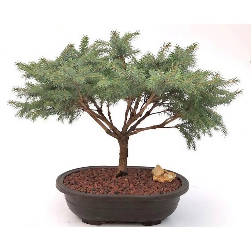 Serbian Spruce Bonsai Tree (Picea omorika 'Nana') - Oriental-Decor.com