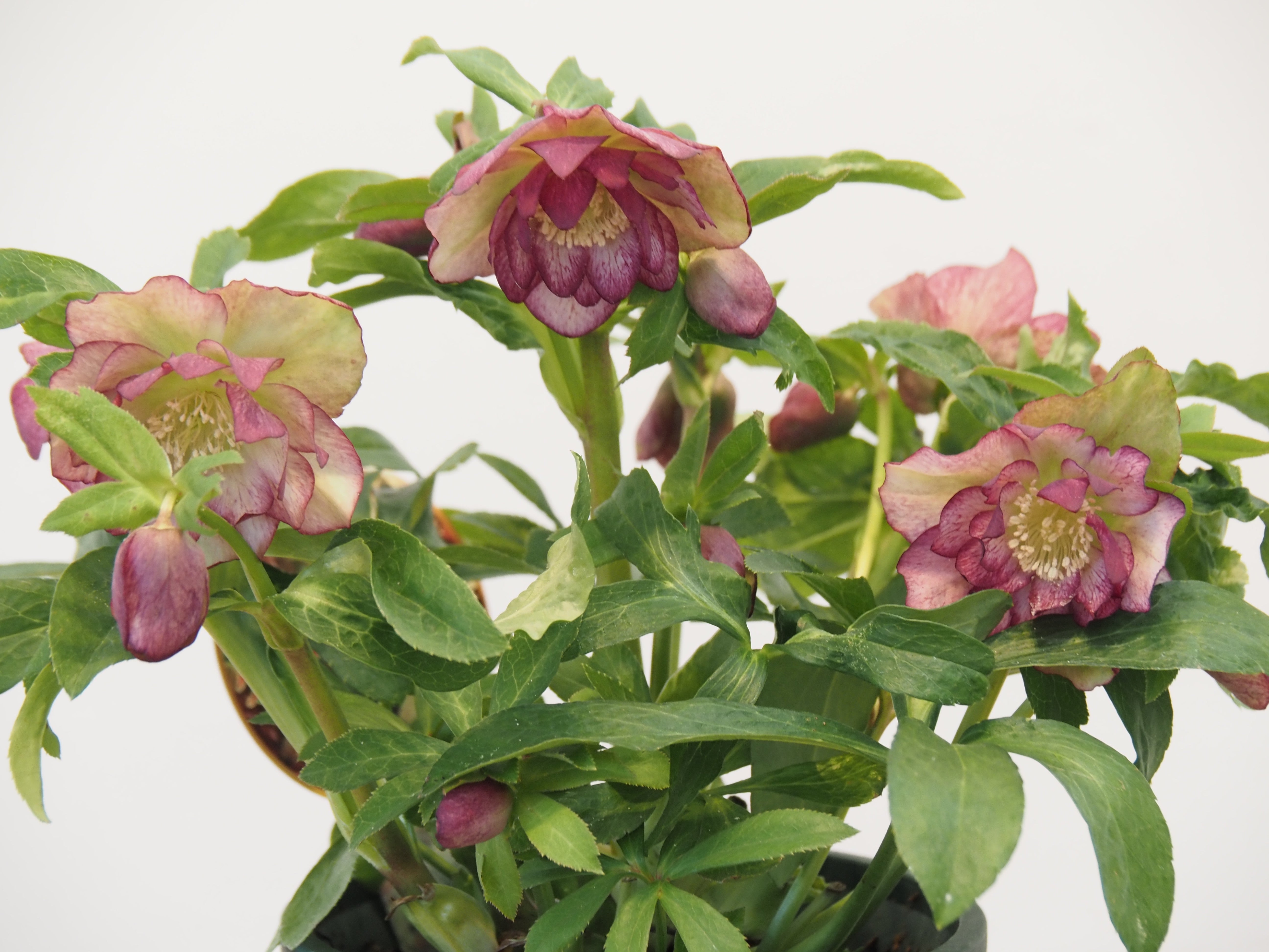 クリスマスローズ ダブルエレン 5号鉢 – orsow