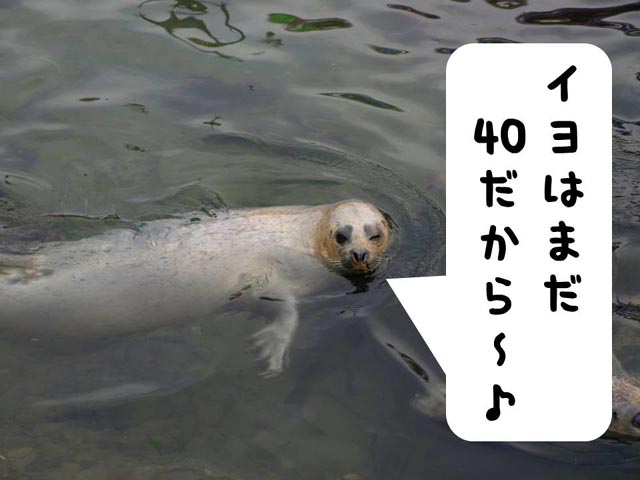 シリーズ「ゼニガタアザラシ」2 ※ちょい足し | 【公式】おたる水族館