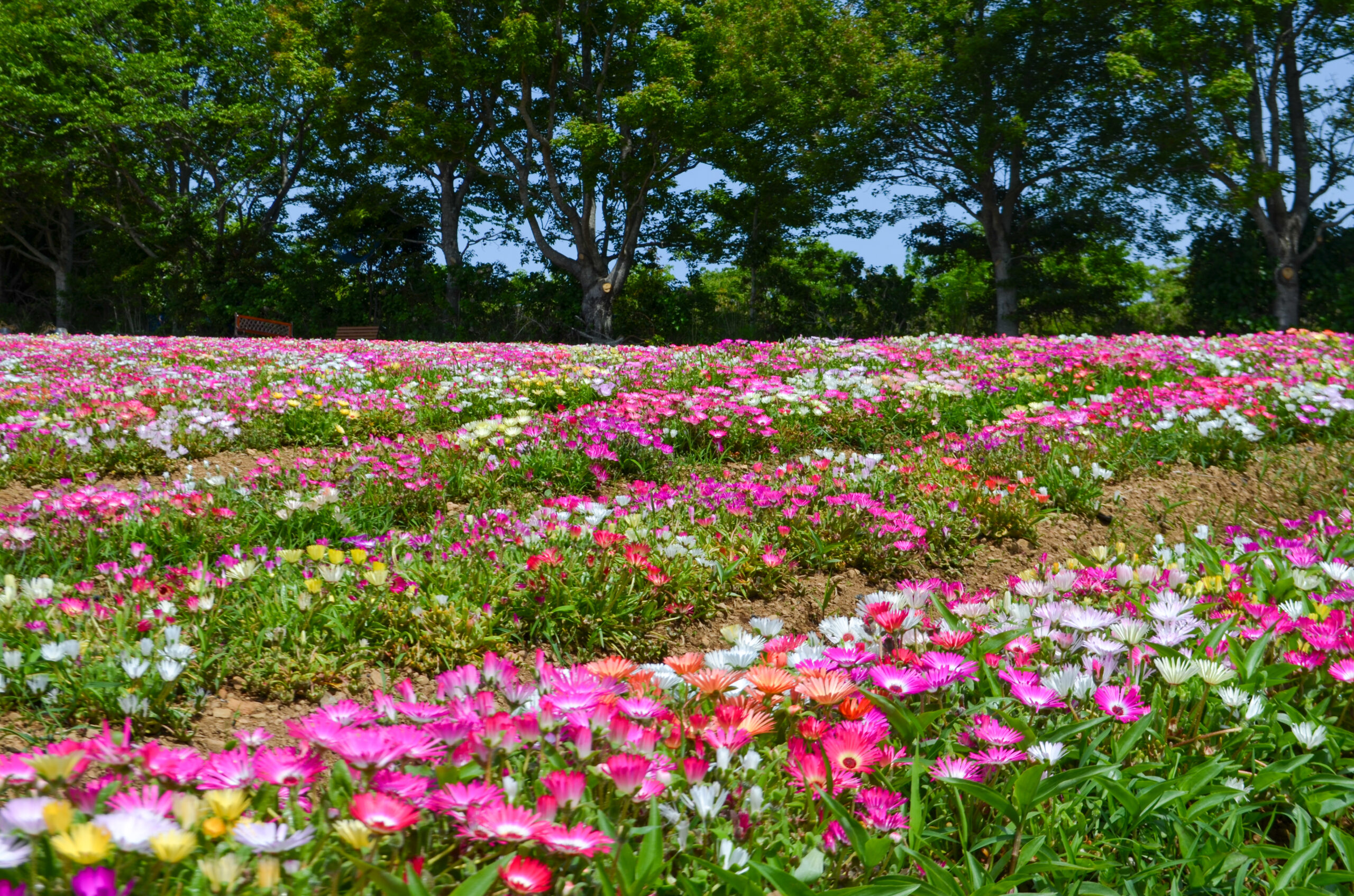 花咲農園』お花畑無料開放中です☆ - 一般社団法人 大月町観光協会