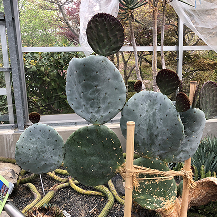 サボテン園 | 逢瀬公園・緑化センター