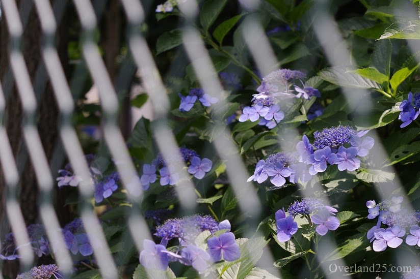 M42] Super-Takumar 55mm F1.8 Review – creates a nostalgic flare