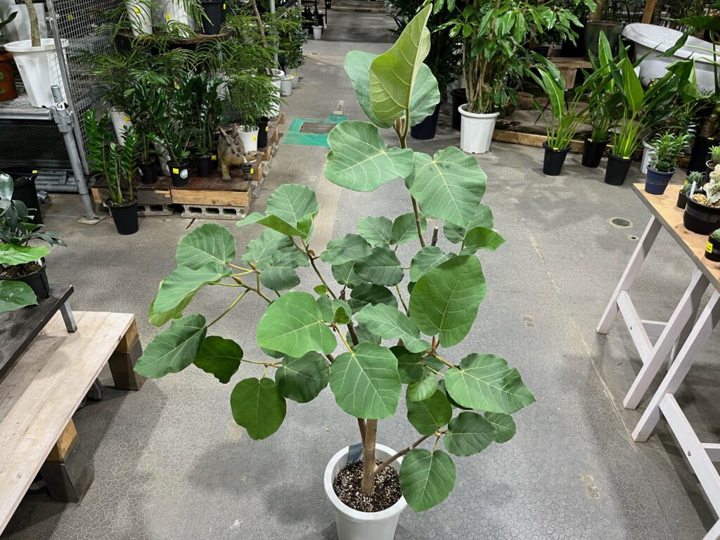 復活のフィカス エベレスト！！珍品植物もございます！！ | オザキ